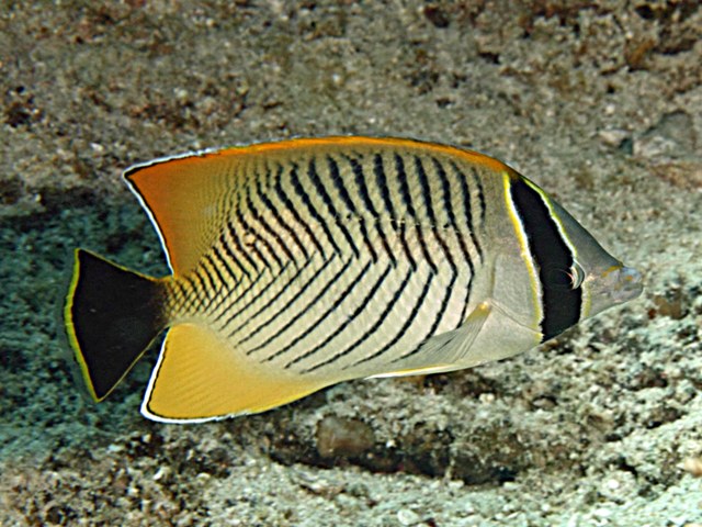 Chaetodon trifascialis